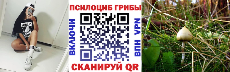 купить  сайты  Ардатов  Псилоцибиновые грибы MAGIC MUSHROOMS 